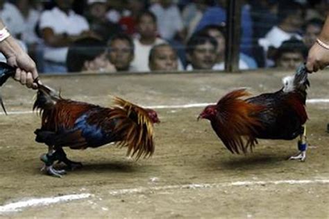 online betting cockfighting - Sabong .